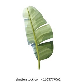 Banana leaf. Vector image of decorative tropical foliage
