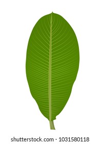Banana leaf vector isolated on white background.