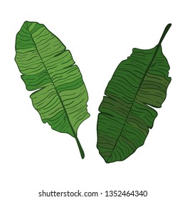 Banana leaf vector isolated on white background.