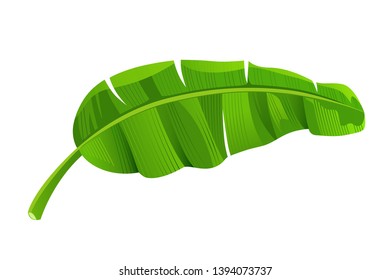 Banana leaf vector, isolated on white background, illustration