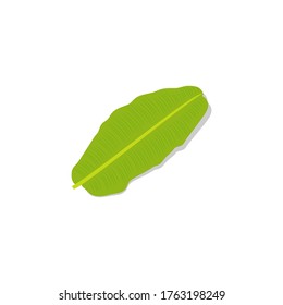 Banana leaf vector isolated on transparent background.