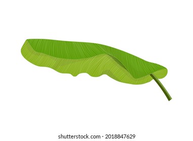 Vector de hoja de plátano aislado en fondo blanco. ilustración de hojas