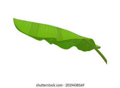 Banana leaf vector isolated on white background. leaves illustration