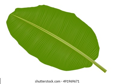banana leaf vector