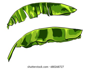 Banana leaf vector isolated on white background.