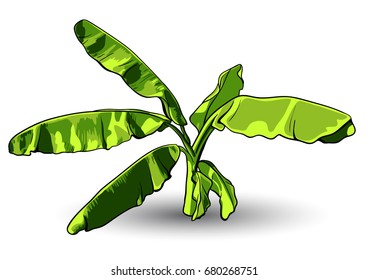 Banana leaf vector isolated on white background.