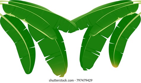 Banana leaf vector isolated on white background.