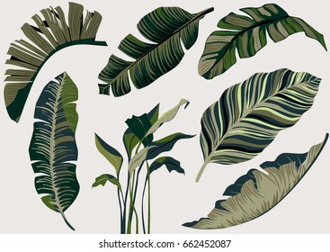 Banana Leaf Vector Set.