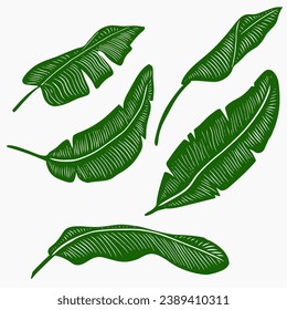 banana leaf vector set design