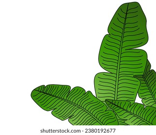 Banana leaf vector, tropical vibes.