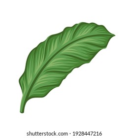 Banana Leave for the pattern. Icon isolated. Hawaii green leaves. - Vector
