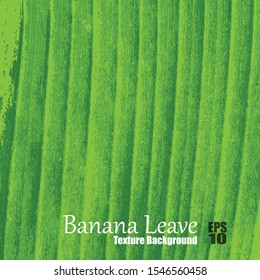 Banana leave texture for background