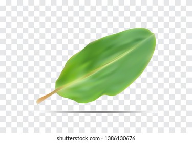 banana leaves background transparent vector