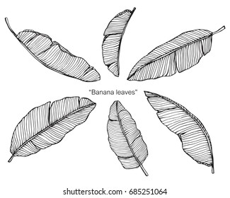 Banana leaves by hand drawing and sketch with line-art on white backgrounds.