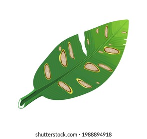 Banana leaves are damaged by Anthracnose pathogen or Colletotrichum Fungi and be called is "blight symptom", Causing plant to rot, Pale and wither at agriculture garden. Isolated on white background