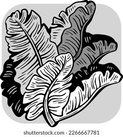 El plátano deja elementos decorativos vectoriales para el diseño de pancartas, tarjeta de saludo, afiche de vacaciones. Ilustración dibujada a mano, tema botánico de las vacaciones de verano. Naturaleza ecológica, romántico jardín. relajante spa.