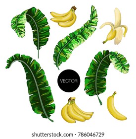 Banana leaves and fruits isolated. Vector illustration.