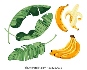 Banana leaves and fruits. Vector illustration