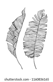 banana leaves illustration. black and white drawing. high quality vector illustration.