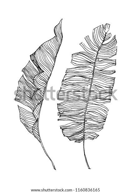 Banana Leaves Illustration Black White Drawing Stock Vector (Royalty