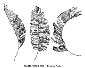 banana leaves illustration. tropical art. hand drawn illustration.