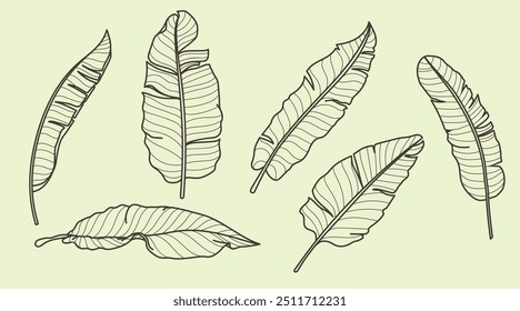 Banana leaves in line art style set. Tropical leaves line art collection. Vector illustrations.