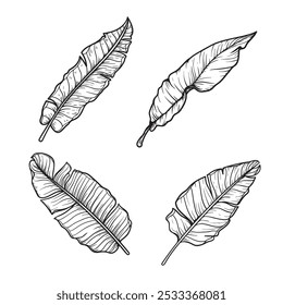 Banane hinterlässt Skizzen-Set. Handgezeichnete tropische Folliage Zeichnungen Sammlung. Vektorgrafiken einzeln auf Weiß.