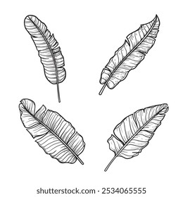 Banane hinterlässt Skizzen-Set. Handgezeichnete tropische Folliage Zeichnungen Sammlung. Vektorgrafiken einzeln auf Weiß.