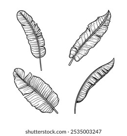 Banane hinterlässt Skizzen-Set. Handgezeichnete tropische Folliage Zeichnungen Sammlung. Vektorgrafiken einzeln auf Weiß.
