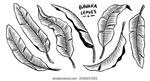 Banana leaves, tropical leaves texture. Botanic vector hand drawn illustration. Black and white