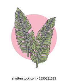 Banana leaves. Vector illustration isolated on a white background.