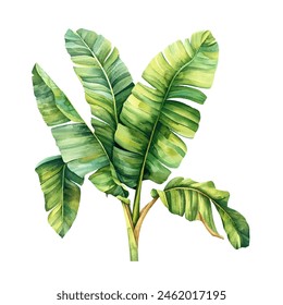 banana leaves vector illustration in watercolor style