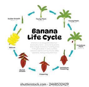 Bananen-Lebenszyklus-Diagramm für Wissenschaft-Bildung-Entwicklungs-Prozess-Schema-Illustration, Verschiedene Fruchtstadien von der Saatstufe zu ernten erwachsene süße Banane, Reproduktion Erklärung.