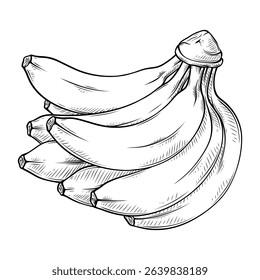 banana line art hand drawn illustration