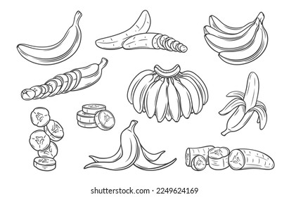 Banana line icons set vector illustration. Hand drawn outline one and variety group of tropical fruit with peel, bunch on branch, whole banana and cut into pieces and slices, slippery trash skin