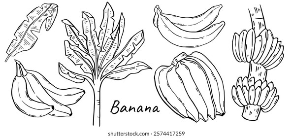 Banana line icons set vector illustration. Hand drawn outline one and variety group of tropical fruit with peel, bunch on branch, whole banana, banana palm tree.