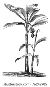 Banana or Musa sp., vintage engraving. Old engraved illustration of a Banana plant showing fruit and inflorescence.