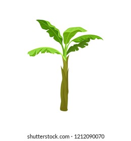 Banana palm with big bright green leaves. Tropical fruit tree. Landscape element. Flat vector for mobile game