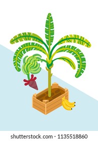 banana palm in a box