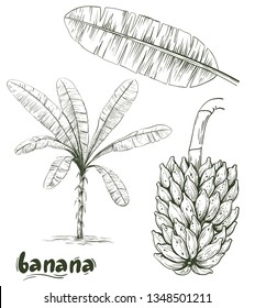 Banana palm and bunch of bananas on white background