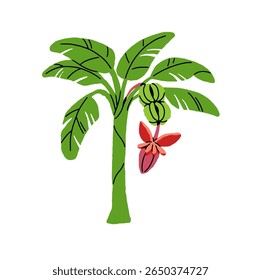Banana palm with bunches, flower. Exotic fruit tree on sand beach. Tropical palmtree, plant of jungle with leaves. Rainforest flora. Flat hand drawn isolated vector illustration on white background