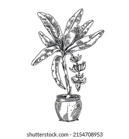 Banana palm with fruit and flower growing in a pot. Sketch. Engraving style. Vector illustration.
