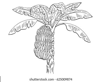 Banana palm graphic branch black white isolated sketch illustration vector