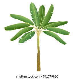 banana palm isolated on white background