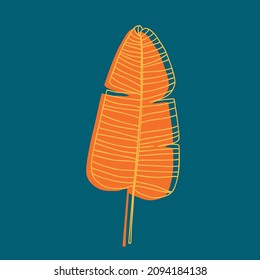 Banana palm leaf, exotic tropical plant. Vector ilustration