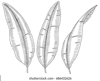 Banana Palm Leaf Graphic Black White Isolated Sketch Illustration Vector