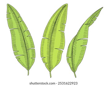 Banana palm leaf graphic color isolated sketch illustration vector