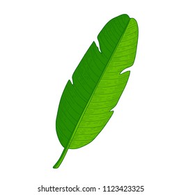 Banana palm leaf isolated on white.