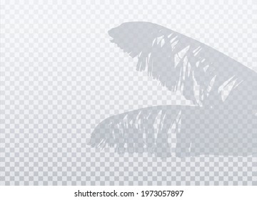 Banana palm leaf isolated on transparent background. Vector realistic shadow with empty space. Natural silhouette without blurring. 