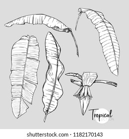 Banana Palm Leaf. Tropical Plant. Vector Illustration In Botanical Style. Outline, Graphic Drawing. 